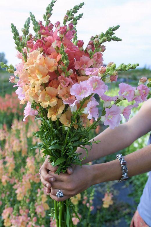 Silent Whispers: Subtle Fragrance of the Wild