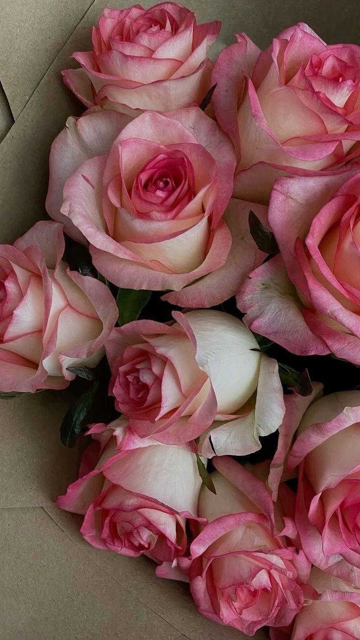 Crimson Velvet: Luxurious Ruby Petals Dance